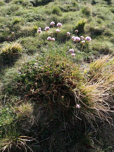 Armeria denticulata, photographed by Olivier Argagnon