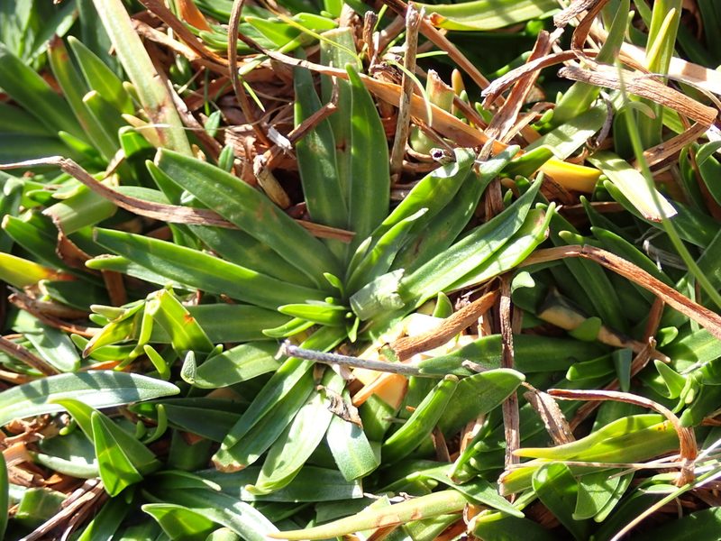 Armeria denticulata, photographed by Olivier Argagnon