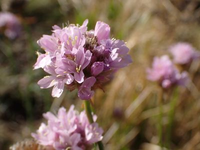 Armeria denticulata, photographed by Olivier Argagnon