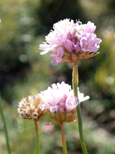 Armeria denticulata, photographed by Olivier Argagnon