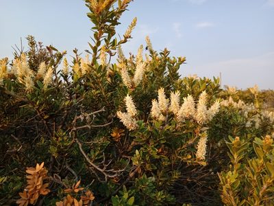 Orites lancifolius, photographed by Nina Kerr