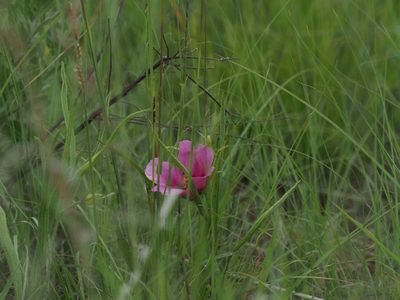 Hibiscus malacospermus, photographed by Nathan Earley