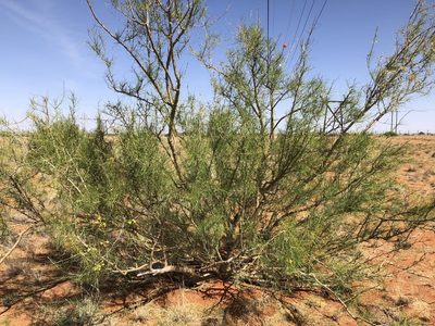 Parkinsonia africana, photographed by Cecile Roux