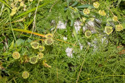 Bupleurum stellatum, photographed by Drepanostoma
