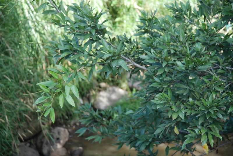 Zygia longifolia, photographed by Quentin Groom