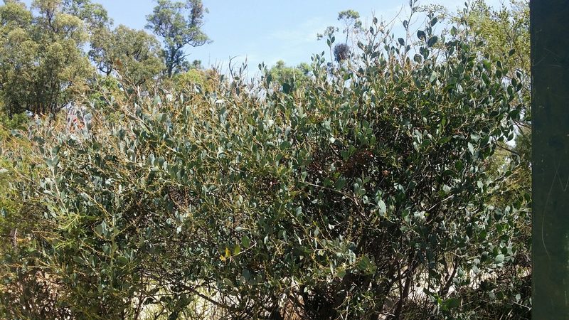 Acacia celastrifolia, photographed by Helium Luo