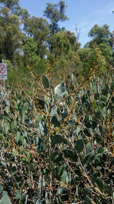 Acacia celastrifolia, photographed by Helium Luo