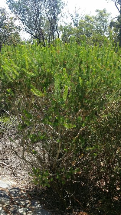 Melaleuca rupestris, photographed by Helium Luo
