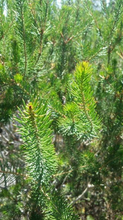 Melaleuca rupestris, photographed by Helium Luo