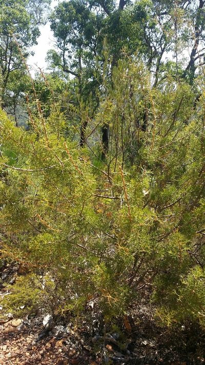 Hakea erinacea, photographed by Helium Luo