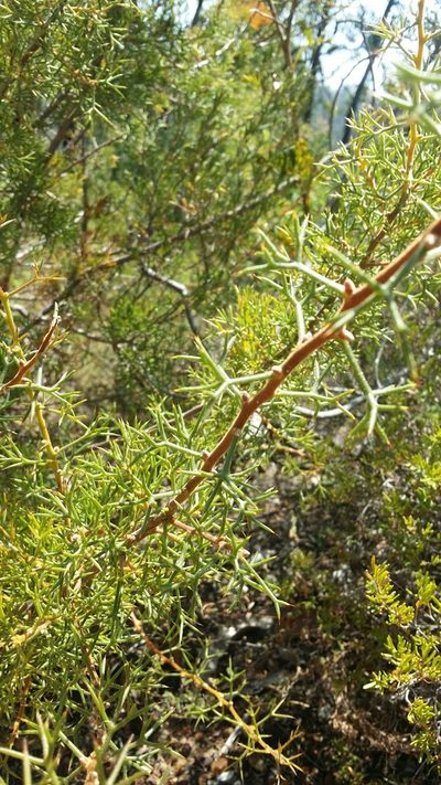Hakea erinacea, photographed by Helium Luo