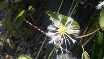 Clematis pubescens, photographed by Helium Luo
