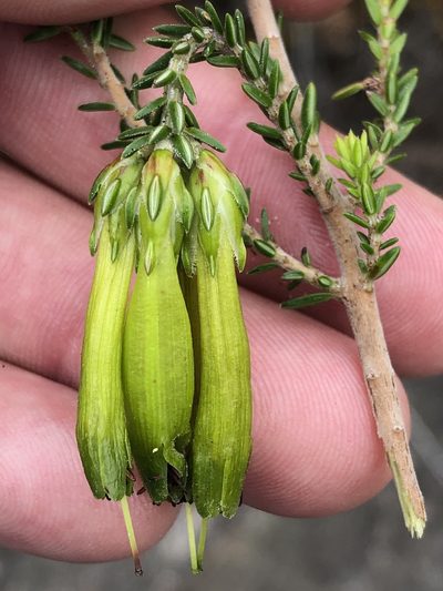 Erica viridiflora, photographed by Dave U