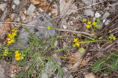Bupleurum veronense, photographed by Drepanostoma