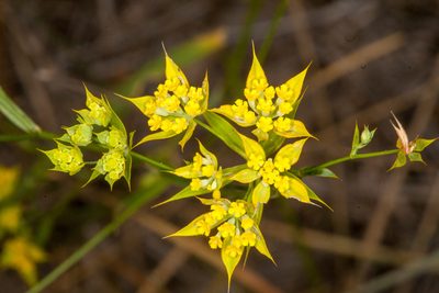 Bupleurum veronense, photographed by Drepanostoma