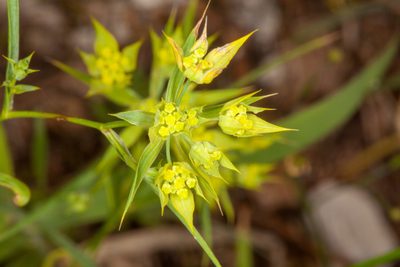 Bupleurum veronense, photographed by Drepanostoma