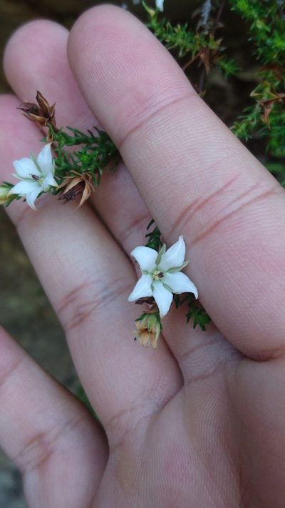 Sprengelia monticola, photographed by Tim