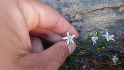 Sprengelia monticola, photographed by Tim