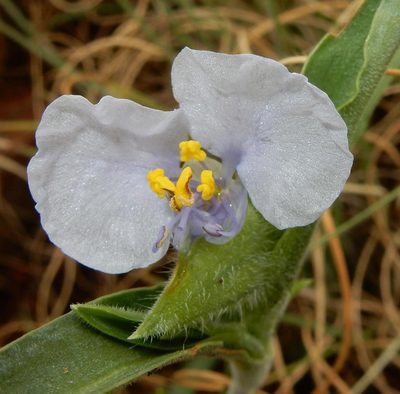 Commelina livingstonii, photographed by Henry de Lange