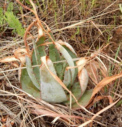 Aloe pretoriensis, photographed by Henry de Lange