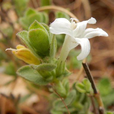 Dyschoriste tshwanensis, photographed by Henry de Lange