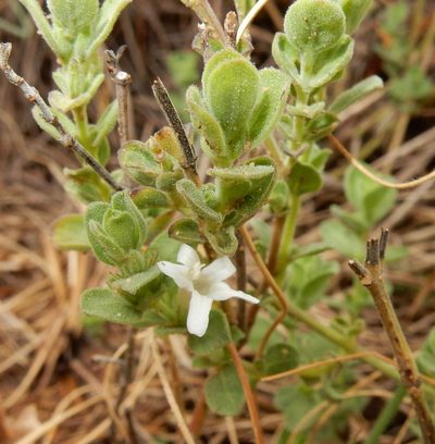 Dyschoriste tshwanensis, photographed by Henry de Lange