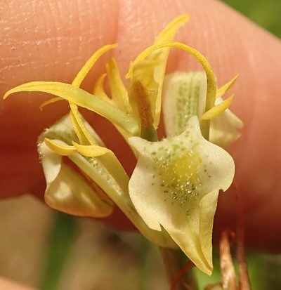 Moraea trifida, photographed by Peter Warren
