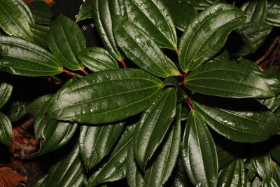 Viburnum davidii, photographed by Stephen James McWilliam