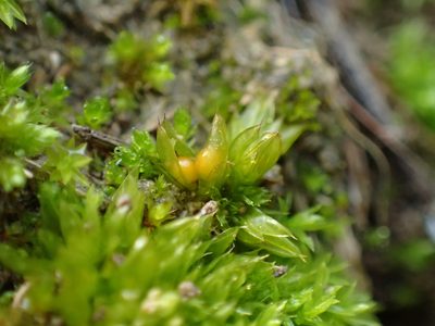 Tortula acaulon, photographed by George Greiff