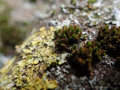 Orthotrichum tenellum, photographed by George Greiff