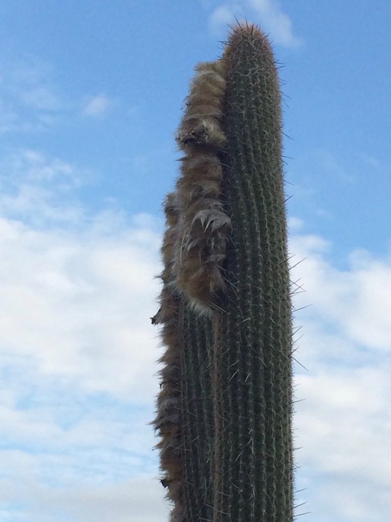 Espostoa superba, photographed by John G. Phillips