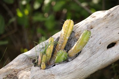 Pilosocereus arrabidae, photographed by Diogo Luiz