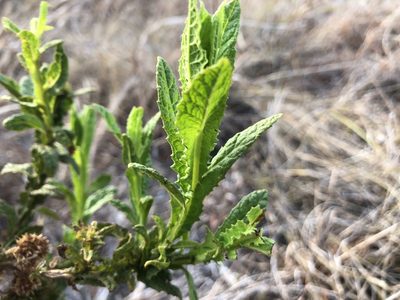 Pterocaulon serrulatum, photographed by elawrey