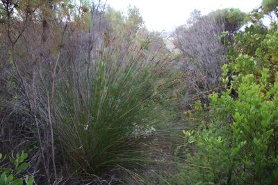 Thamnochortus erectus, photographed by Tony Rebelo