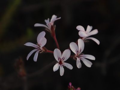 Pelargonium proliferum, photographed by Tony Rebelo