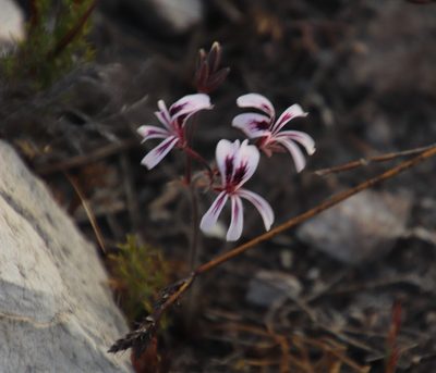 Pelargonium proliferum, photographed by Tony Rebelo