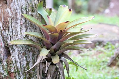 Vriesea bituminosa, photographed by Diogo Luiz