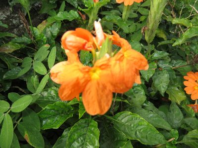 Crossandra infundibuliformis, photographed by Diogo Luiz