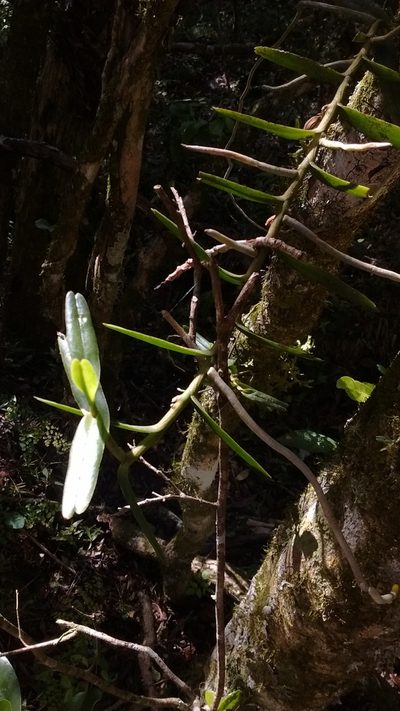 Campylocentrum densiflorum, photographed by Juan Manuel Barreneche