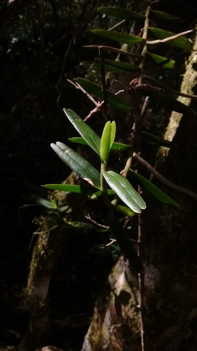 Campylocentrum densiflorum, photographed by Juan Manuel Barreneche