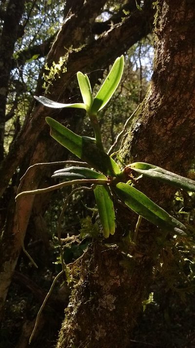 Campylocentrum densiflorum, photographed by Juan Manuel Barreneche