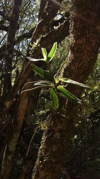 Campylocentrum densiflorum, photographed by Juan Manuel Barreneche