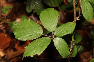 Rubus cissburiensis, photographed by Stephen James McWilliam