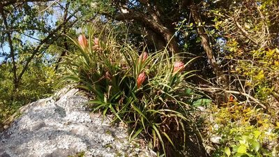 Aechmea recurvata, photographed by Juan Manuel Barreneche