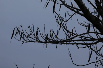 Pterocarya fraxinifolia, photographed by Stephen James McWilliam