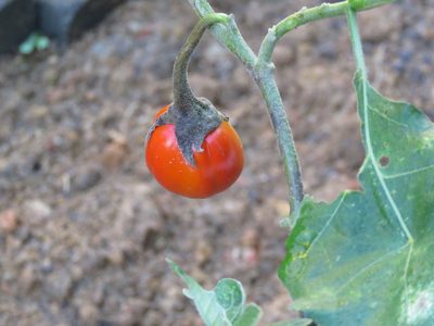 Solanum aethiopicum, photographed by Diogo Luiz