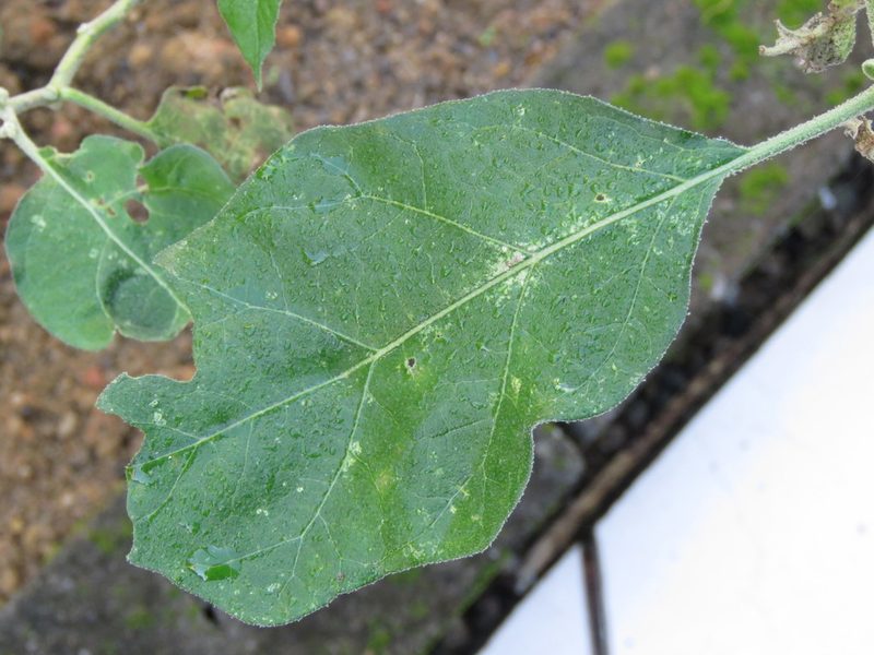 Solanum aethiopicum, photographed by Diogo Luiz