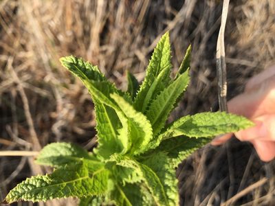 Pterocaulon serrulatum, photographed by elawrey
