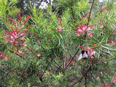 Grevillea rosmarinifolia, photographed by Jon Sullivan