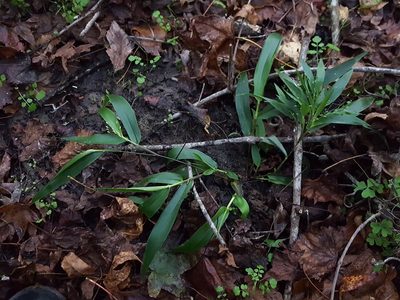 Dichanthelium commutatum, photographed by Alex Abair